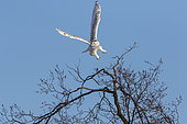 Snowy Owl (Bubo scandiacus) female in flight from the top of a tree, Quebec, Canada.