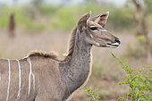 Greater Kudu (Tragelaphus strepsiceros), adult female close-up, Mpumalanga, South Africa