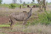 Greater Kudu (Tragelaphus strepsiceros), , Mpumalanga, South Africa