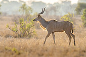 Greater Kudu (Tragelaphus strepsiceros), side view of a male walking in the savannah, Mpumalanga, South Africa