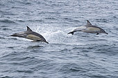 Long-beaked Common Dolphin (Delphinus capensis), two individuals jumping out of water, Western Cape, South Africa