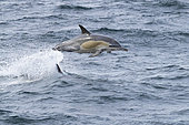 Long-beaked Common Dolphin (Delphinus capensis), individual jumping out of water, Western Cape, South Africa