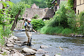 Fly fishing on the Weiss river, Capture of a brown trout (Salmo trutta fario), Kaysersberg, Haut-Rhin, Alsace, France