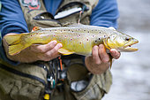 Fly fishing on the Weiss, Presentation of a fario trout (Salmo trutta fario), Kaysersberg, Haut-Rhin, Alsace, France