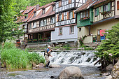 Fly fishing on the Weiss, Kaysersberg, Haut-Rhin, Alsace, France