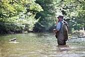 Fly fishing, Capture of a Brown trout (Salmo trutta fario), Thur river, Haut-Rhin, Alsace, France
