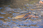 Brown trout (Salmo trutta fario), spawning, Haut-Rhin, Alsace, France