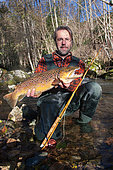Fly fishing, Presentation of a large brown trout (Salmo trutta fario), Doller Valley, Haut-Rhin, Alsace, France
