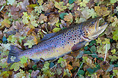 Brown trout (Salmo trutta fario), Fly fishing, Wild trout caught in fishing, Haut-Rhin, Alsace, France