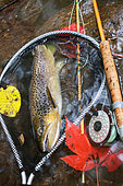 Brown trout (Salmo trutta fario), Fly fishing, Wild trout caught in fishing, Haut-Rhin, Alsace, France