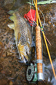 Brown trout (Salmo trutta fario), Fly fishing, Wild trout caught in fishing, Haut-Rhin, Alsace, France
