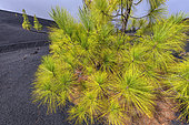 Canary pines on the island of Tenerife (Canary Islands). Canary Island pine (Pinus canariensis) is a magnificent endemic species of the archipelago, very resistant to fire and colonizing bare volcanic soils, like here basalt flows from Chinyero, dating from 1909, on the slopes of Teide, on island of tenerife