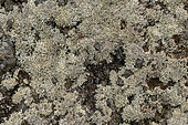 Lichens on recent basalts on the island of Tenerife (Canary Islands). Lavender lichen (Stereocaulon vulcani): pioneer lichen running on recent basalts - Basaltic flows of Chinyero, dating from 1909, on the slopes of Teide, on the island of Tenerife