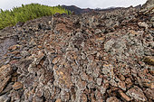 Lichens on recent basalts on the island of Tenerife (Canary Islands). Lavender lichen (Stereocaulon vulcani): pioneer lichen running on recent basalts - Basaltic flows of Chinyero, dating from 1909, on the slopes of Teide, on the island of Tenerife
