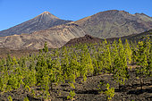 Canary pines on the island of Tenerife (Canary Islands). Canary Island pine (Pinus canariensis) is a magnificent endemic species of the archipelago, very resistant to fire and colonizing bare volcanic soils, like here basalt flowsof Teide, on island of tenerife
