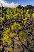 Canary pines on the island of Tenerife (Canary Islands). Canary Island pine (Pinus canariensis) is a magnificent endemic species of the archipelago, very resistant to fire and colonizing bare volcanic soils, like here basalt flowsof Teide, on island of tenerife