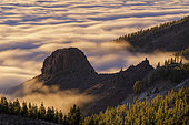 Canary pines and sea of clouds on the island of Tenerife. Canary Island pine (Pinus canariensis) is a magnificent endemic species of the archipelago, very resistant to fire and colonizing bare volcanic soils, like here basalt flows of the Teide - The northeast trade winds regularly cause the formation of a dense sea of cloud on the slopes of Teide, strato volcano on the island of Tenerife, in the Canary Islands.
