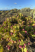 Canary spurge (Euphorbia canariensis) and prickly pears in fruit on the island of Tenerife. Arid ecosystem on volcanic soil - Parque Rural de Teno - Tenerife - Canary Islands