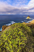 Landscape of the Anaga peninsula, on the island of Tenerife in the Canaries. Balsam spurge (Euphorbia balsamifera) in the foreground, at the bottom the protected islet of Roques de Anaga - Parque Rural de Anaga - Tenerife - Canary Islands