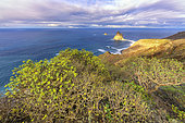 Landscape of the Anaga peninsula, on the island of Tenerife in the Canaries. Balsam spurge (Euphorbia balsamifera) in the foreground, at the bottom the protected islet of Roques de Anaga - Parque Rural de Anaga - Tenerife - Canary Islands