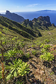 Bejeque or Aeonium (Aeonium ciliatum) on the island of Tenerife. Rural park of Teno - on the horizon, the island of La Gomera - Tenerife - Canary Islands
