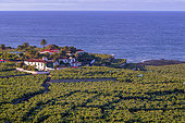 Banana plantation on the island of Tenerife. Bananas, originally imported from Asia, have become one of the main productions of the Canary Islands, but can only grow where fresh water is abundant - Island of Tenerife - Canary Islands