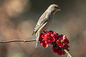 European greenfinch (Carduelis chloris), Male on a flowering branch of Japanese quince in spring, Country garden, Lorraine, France