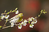 European Serin (Serinus serinus), Male on a flowering branch in spring, Country Garden, Lorraine, France