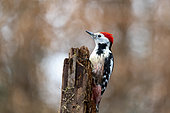 Middle Spotted Woodpecker (Dendrocopos medius) on a dead tree trunk in winter, Moselle, France