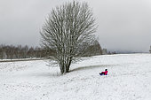 Little girl sledding in a snowy meadow in winter, Moselle, France