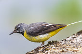 Grey Wagtail (Motacilla cinerea) on the ground in summer, Lot, France