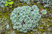 Bejeques (Aeonium aureum) on the island of El Herrio in the Canaries. Aeonium aureum, spectacular species colonizing the humid, cool and not very sunny cliffs of the Canary Islands, in association with lichens (stereocaulon) and ferns.