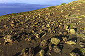 Lichen-covered rocks at El Sabinar, on the island of El Herrio in the Canaries. Moor continuously beaten by the humid trade winds and classified for its centenary junipers sculpted by the wind. The rocks are entirely covered with lichens of the Alectoria ochroleuca type. The island of El Hierro is fully classified as a biosphere reserve.
