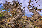 Tortuous juniper from the El Sabinar sector, on the island of El Herrio, in the Canary Islands. Canary juniper (Juniperus turbinata, ssp. Canariensis) In this very windy mountain area, these trees have taken remarkable forms and constitute one of the botanical riches of the island, which constitutes a biosphere reserve.