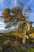 Tortuous juniper from the El Sabinar sector, on the island of El Herrio, in the Canary Islands. Canary juniper (Juniperus turbinata, ssp. Canariensis) In this very windy mountain area, these trees have taken remarkable forms and constitute one of the botanical riches of the island, which constitutes a biosphere reserve.