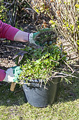 Manual weeding of a flowerbed in spring, Pas de Calais, France
