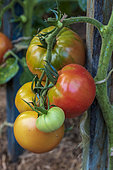 Tomatoes 'Coeur de boeuf' in an organic garden in summer, Moselle, France