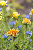 Pot marigold (Calendula officinalis) and Vipersbugloss (Echium sp) in bloom in a garden in summer, Moselle, France