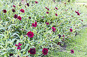 Zinnias (Zinnia sp) in bloom in a garden in summer, Moselle, France