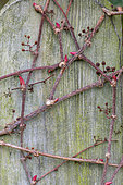 Boston ivy (Parthenocissus tricuspidata) adhesive pads on a palisade in spring