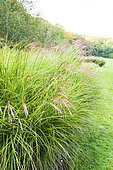 Golden Oat (Stipa gigantea) in a garden in autumn, Somme, France