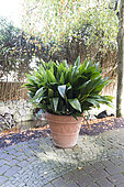 Cannon-ball Plant (Aspidistra elatior) in a pot in autumn, Germany