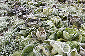 Frozen salads in a vegetable garden in winter, Moselle, France