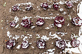 Chicory (Cichorium intybus) "Rossa di verona" under the snow in a garden in winter, Lorraine, France