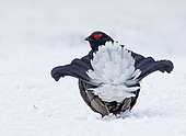 Tétras lyre (Lyrurus tetrix) mâle paradant sur la neige, Ecosse
