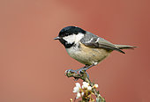 Coal tit (Periparus ater) perched amongst blackthorn flowers, England