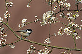 Coal tit (Periparus ater) perched amongst blackthorn flowers, England