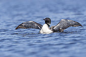 Common Loon (Gavia immer), wing flapping on a lake, Michigan, USA