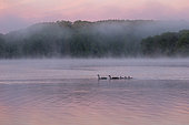 Canada goose (Branta canadensis), family on the lake, morning, lake in the mist, Michigan, USA
