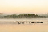 Canada goose (Branta canadensis), family on the lake, morning, lake in the mist, Michigan, USA